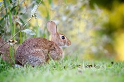 wildlife rabbit